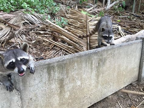 Raccoons have a strong sense of smell and taste, and they rely on their very dexterous paws to help them find their way and access food. How to Keep Raccoons Out of Garden - 6 Ways | Garden ...