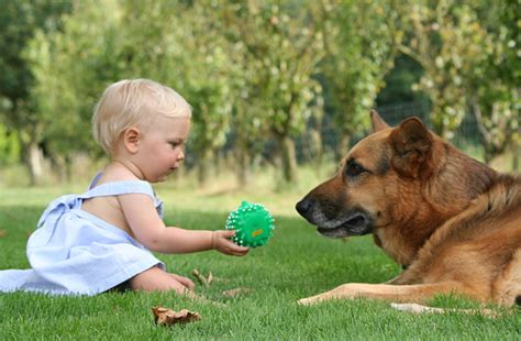 なぜ犬は赤ちゃんを守ろうとするの？赤ちゃんと犬の触れ合いの注意点｜犬の総合情報サイト ペットスマイルニュースforワンちゃん