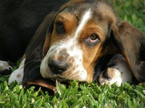 Flickrp6qz8xe Cristobal Basset Hound Mi