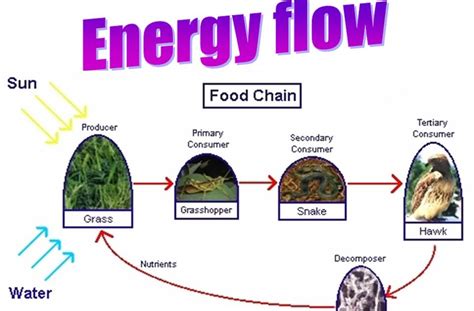 Teaching Biology Energy Flow