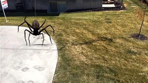 giant spider attack youtube