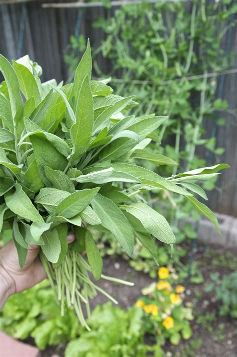 Place your indoor herb garden in the sunniest spot you can find. Everything You Need to Know About Growing Sage | Kitchn