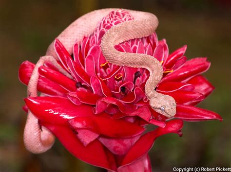 .viper eyes red eyelash viper blue eyelash viper snake eyelash viper drawing burmese pit viper bush viper viper snake pics pit viper snake poisonous christmas tree eyelash viper palm. REP234 | Robert Pickett Wildlife Photography