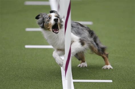 Dogs compete in Masters Agility Championship - NY Daily News