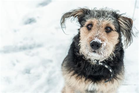 The Deadly Reality Of Leaving Dogs Outside In The Winter
