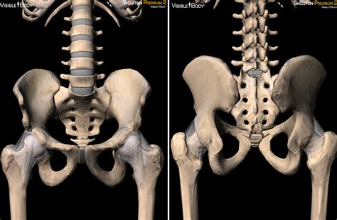 Female physician or chiropractor checks the neck or back of a female patient in a clinic, hospital or exam room. 3D Skeletal System: The Pelvic Girdle