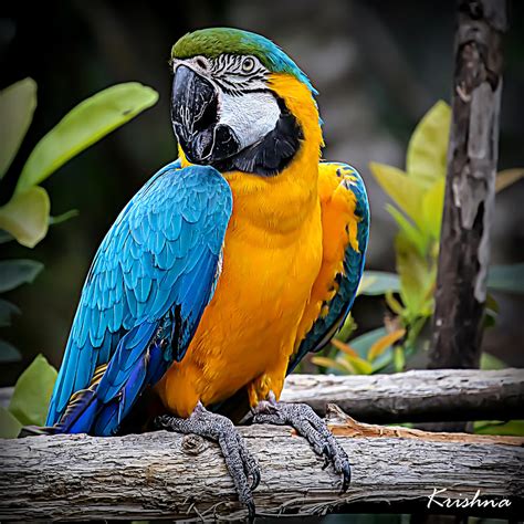 Macaw Tropical Bird Photograph By Murukutla Krishna Pixels