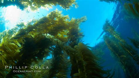 Giant Kelp Plants Lean Over In Ocean Currents Macrocystis Pyrifera