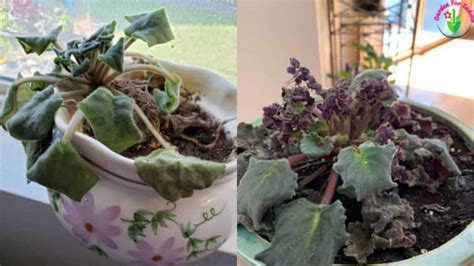 How To Save An Overwatered African Violet Step By Step Garden For