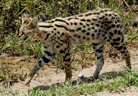 African Serval Cat Size Diet And Population How Long Does A Serval Live