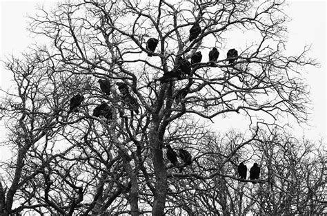Vultures Perched In Bare Tree Black And White Photograph By Gaby