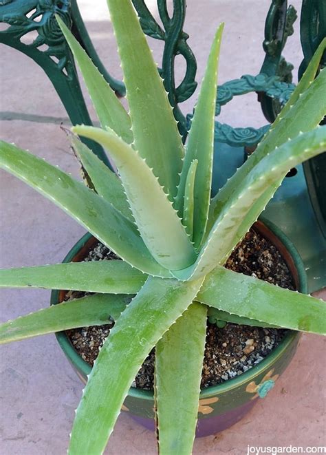 A Plant With Purpose How To Care For Aloe Vera Joy Us Garden