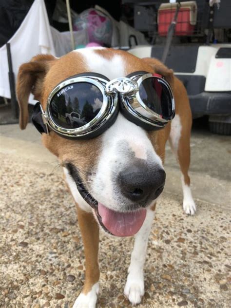 Doggles Sidecar Goggles Sunglasses Uv Protection Eye Wear Anti Fog