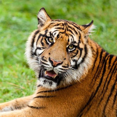 35478 Tiger Head Stock Photos Free And Royalty Free Stock Photos From