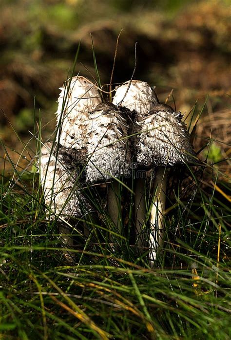 Mushrooms Grey In The Grass Closeup Stock Photo Image Of Fall Food