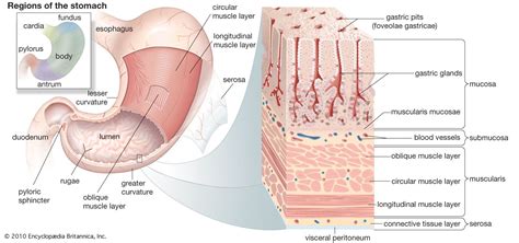 Structures Of The Human Stomach The Stomach Has Three Layers Of Muscle