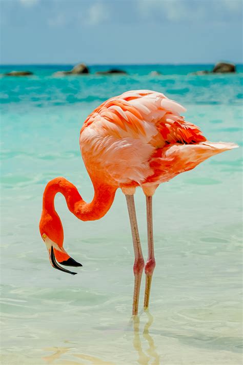 5 Things Flamingos Like To Eat Diet And Facts Unianimal
