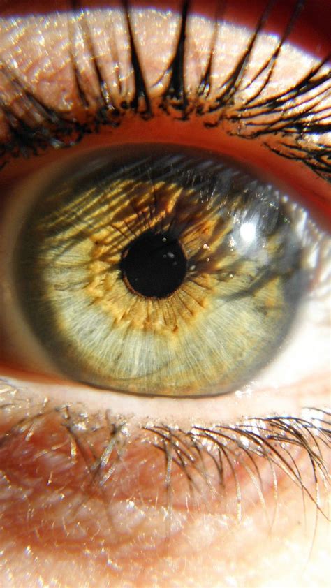 Central Heterochromia Eye Photo Taken By Window For Bright And Natural