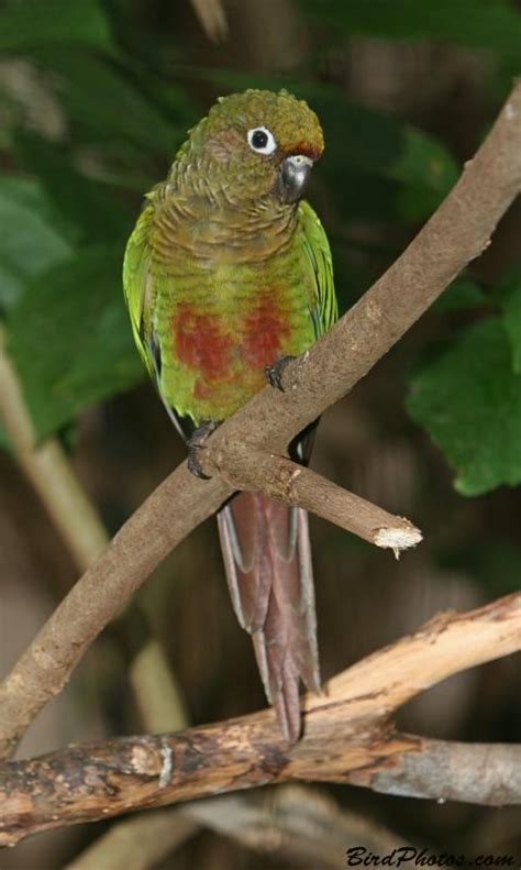See full list on birdscoo.com Parrot Encyclopedia | Maroon-bellied Conure | World Parrot ...