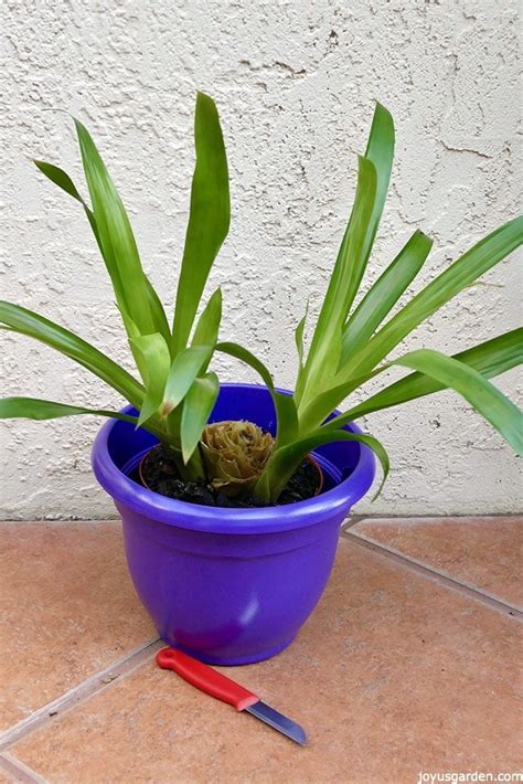 When this happens to potted plants, tips turn brown from a condition known as fertilizer burn or tip. Why Is My Bromeliad Plant Turning Brown & Looking Sick?