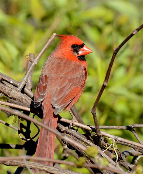 Northern Cardinal In Dewitt Mi Photo By Jim Hudginsusfws Flickr