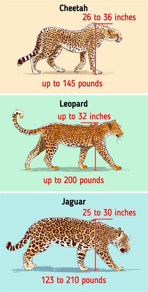 Three Different Types Of Leopards Are Shown In This Diagram And Each