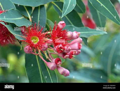 Red Blossoms And Pink Buds Of The Australian Native Flowering Gum Tree