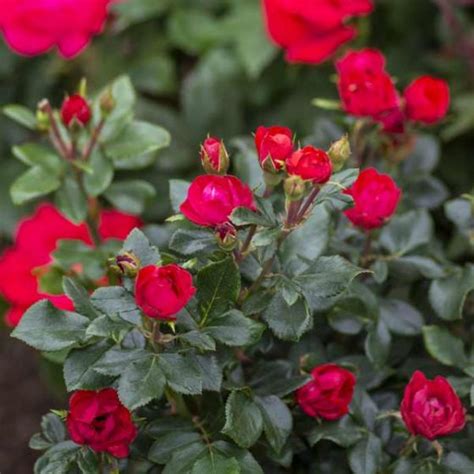 Petite Knock Out Rose Tree Form