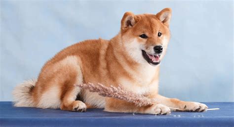 Why Is The Shiba Inu The Most Popular Dog In Japan K9 Web