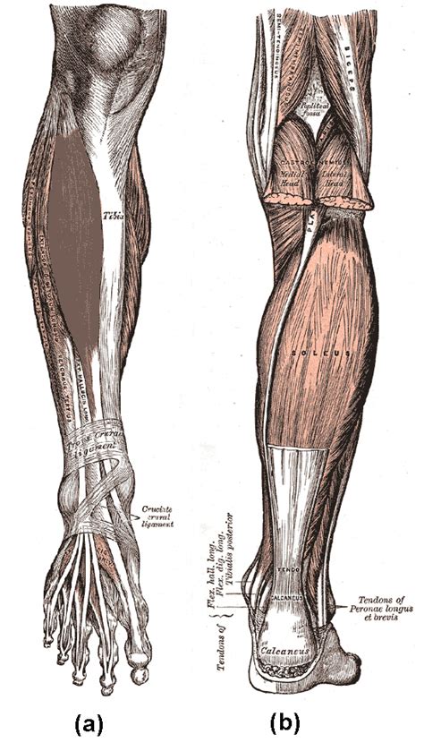 Muscles Of The Lower Limb Boundless Anatomy And Physiology