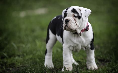 English Bulldog Small Puppy White Bulldog With Black Spots Cute