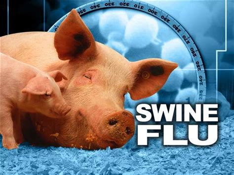 Swine Flu Latest News Videos And Swine Flu Photos Times Of India