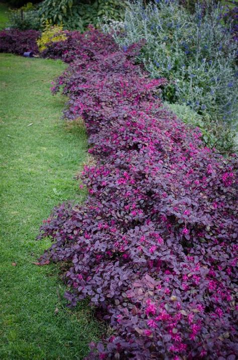 Collection by renato vaz pontes cambra. Loropetalum 'Plum Gorgeous' • Purple foliage • Pink ...