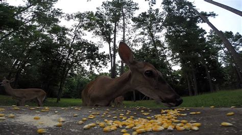 Deer Eating Corn Youtube