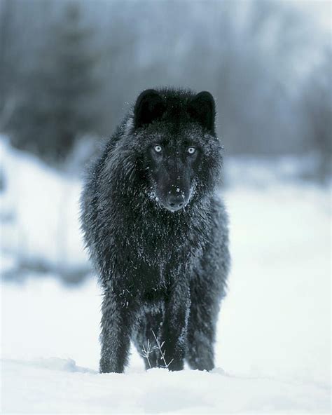 Timber Wolf Wolf Dog Timber Wolf Black Wolf
