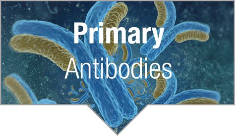 Atlas Antibodies | supplied by Bio-Connect - Bio-Connect