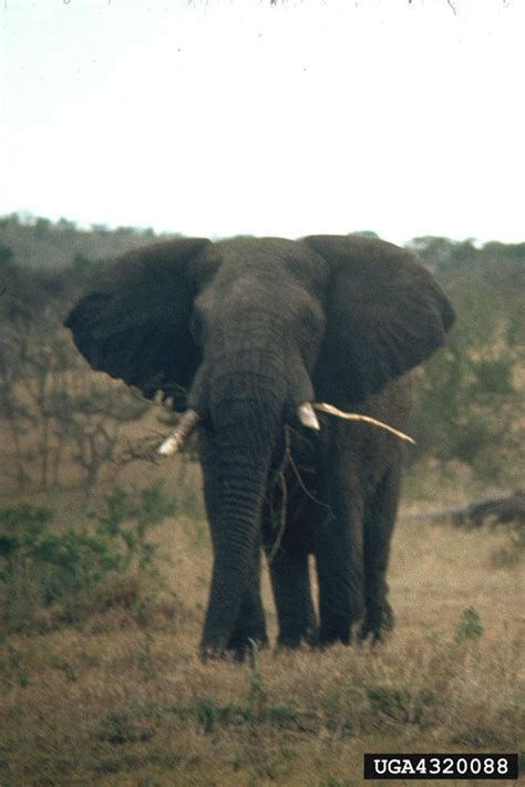 African Elephant Loxodonta Africana Proboscidea Elephantidae 4320088
