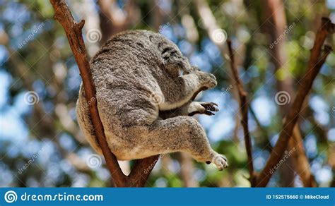 Cute Koala Bear Sitting And Sleeping On Tree Stock Photo