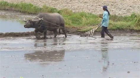 Carabao Plowing In Rice Fields In The Philippines Youtube