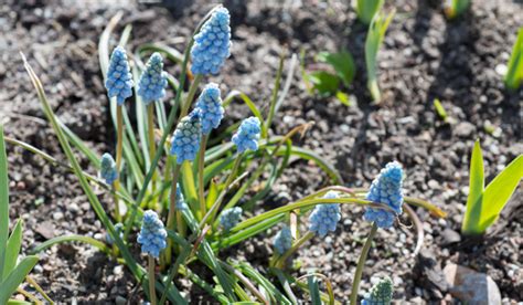 Blauwe Bloemen In De Lente Voorjaarsbloeiers Natuur Landidee