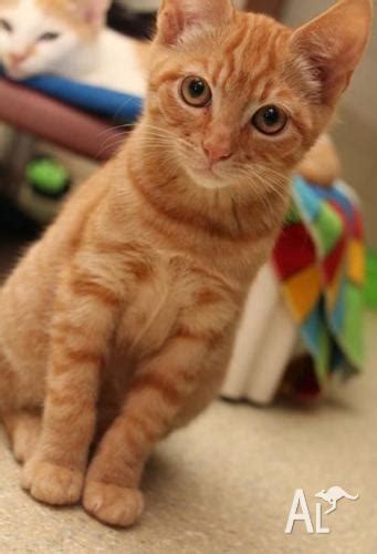 Ginger Kittens For Sale In Ballina New South Wales Classified