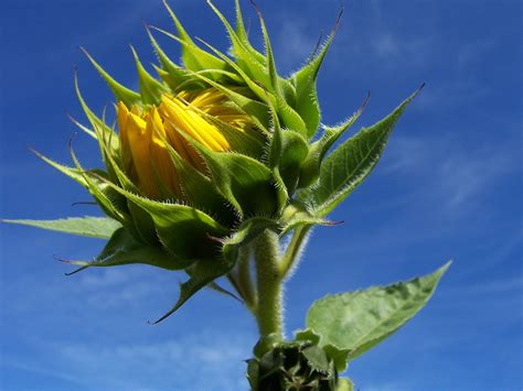 Sunflower Bud Free Photo Download Freeimages