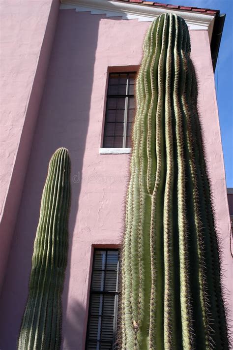 Tall Cacti Picture Image 1854717