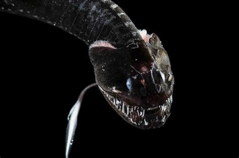 New Terrifying Deep Sea Creatures Discovered That Are So Ultra Black
