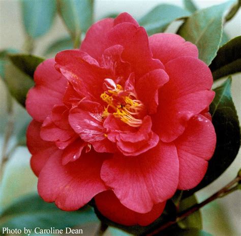 Camellia Japonica L State Flower Of Alabama Got It Pretty Flowers