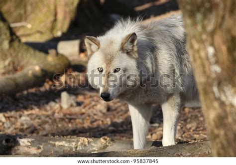 North American Gray Wolf Stock Photo 95837845 Shutterstock