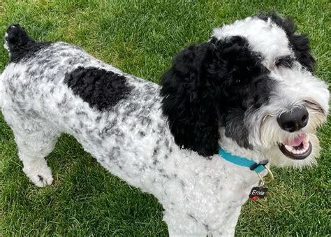 Dalmadoodle Dalmatian Poodle Mix 10 Facts To Know