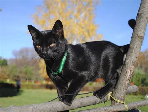Hence, parents must be patient and do their role of encouraging the child to walk. 34 Most Awesome Bombay Cat Pictures And Images