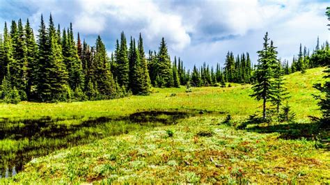 The Alpine Fields And Meadows Surrounding Sun Peaks In British Columbia