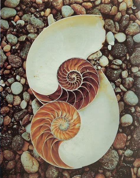 Edward Weston Nautilus Shells Ca1947 Kodachrom Spirals In Nature